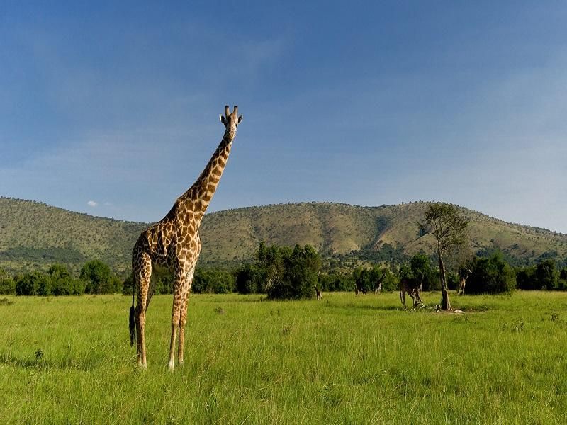 Giraffe in Kigali